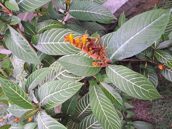 Identificação da planta Sanquézia por foto