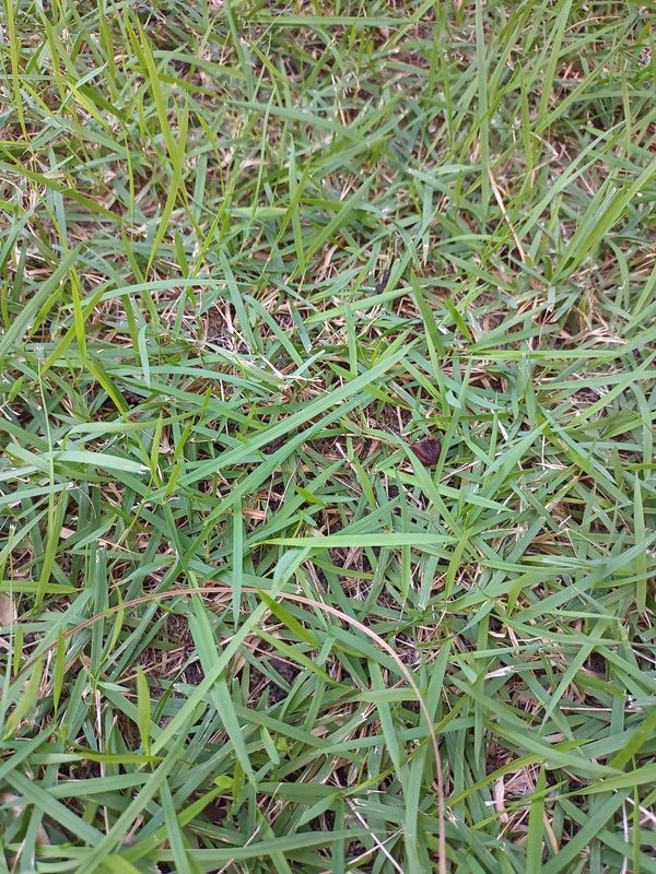 Identificação da planta Grama-bermuda por foto
