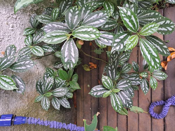 Identificação da planta Planta-mosaico por foto