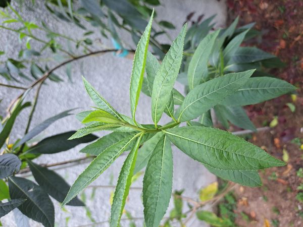 Identificação da planta Candeia por foto