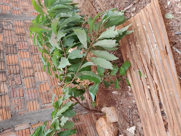 Identificação da planta Café-bravo por foto