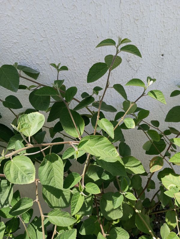 Identificação da planta Malva Branca por foto