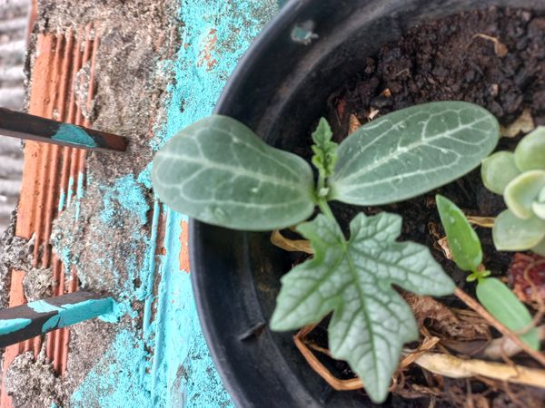 Identificação da planta Bucha por foto