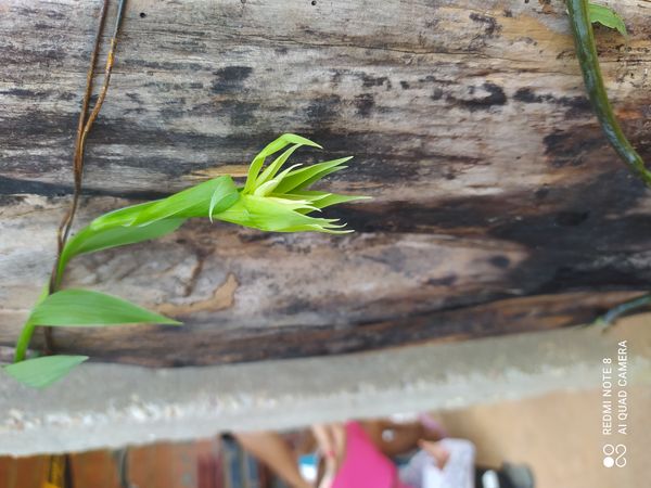 Identificação da planta Uvularia por foto