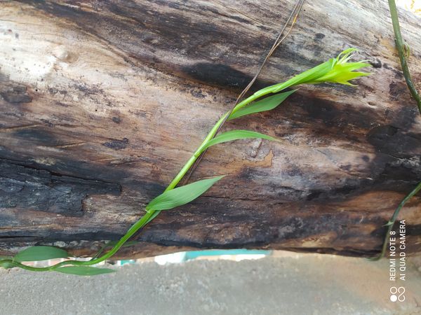 Identificação da planta Orquídea-d'água por foto