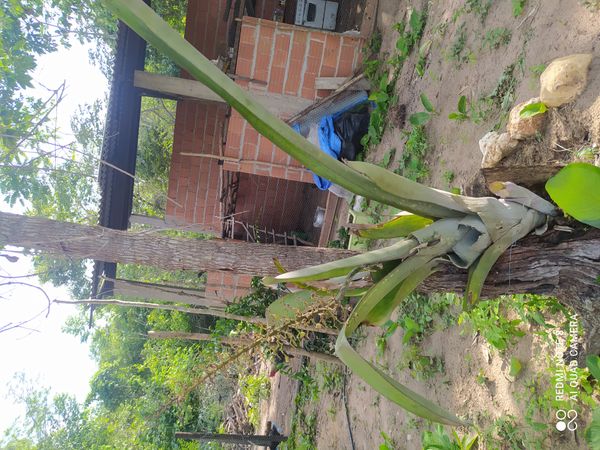 Identificação da planta Gravatá-de-fogo por foto