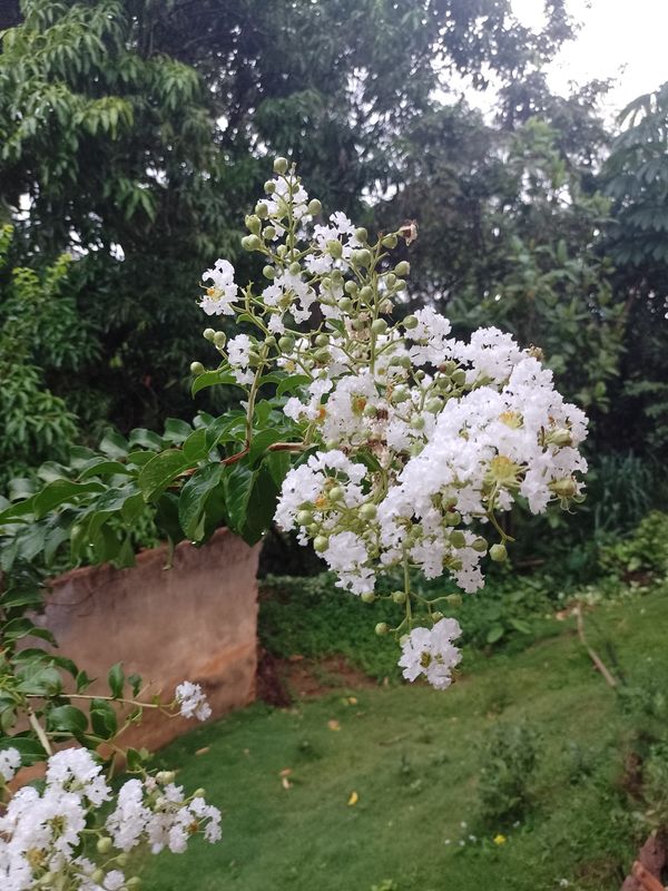 Identificação da planta Resedá por foto