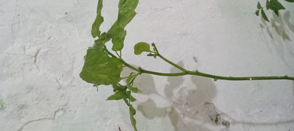 Identificação da planta Pitanga por foto