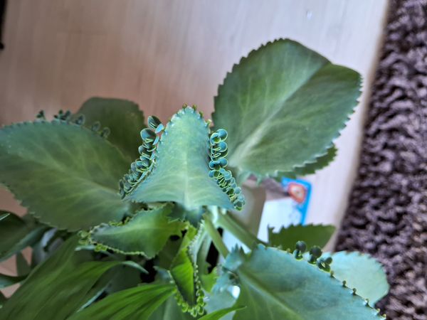 Identificação da planta Mãe de mil por foto