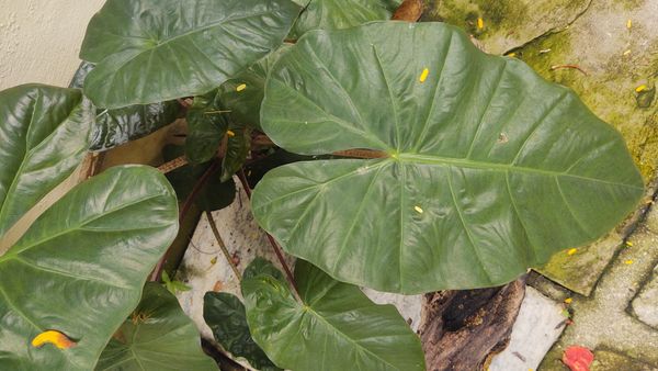 Identificação da planta Alocásia por foto