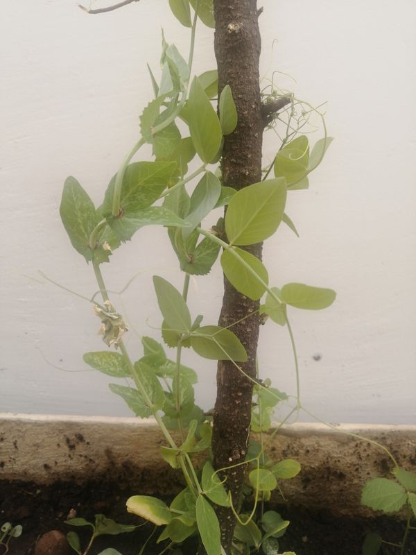 Identificação da planta Ervilha por foto