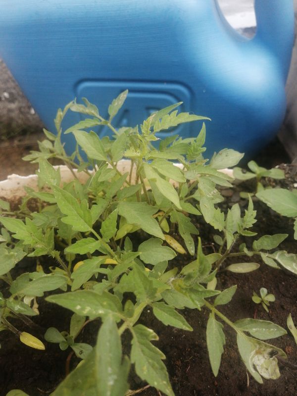 Identificação da planta Tomate por foto