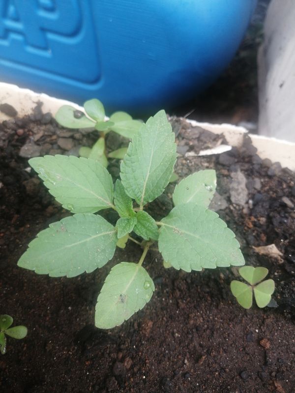Identificação da planta Chia por foto