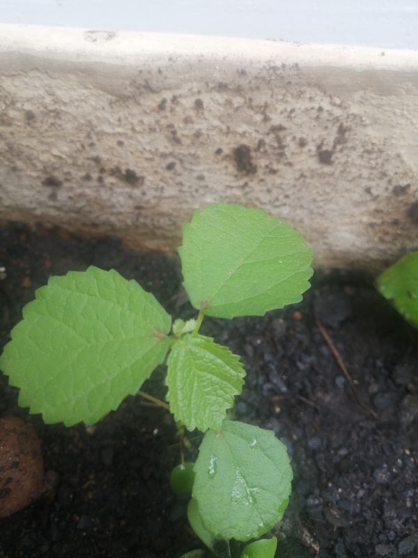 Identificação da planta Cipó-chumbo por foto