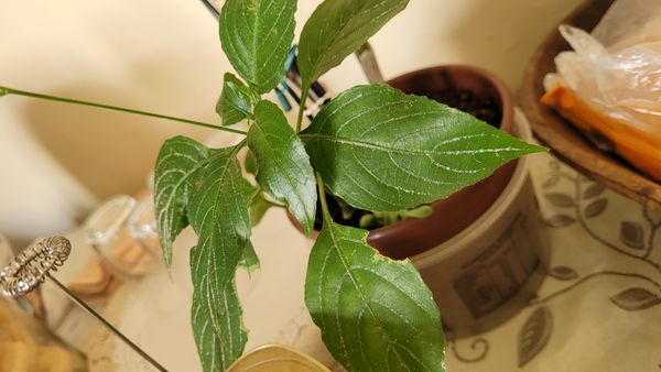 Identificação da planta Trepadeira-vermelha por foto