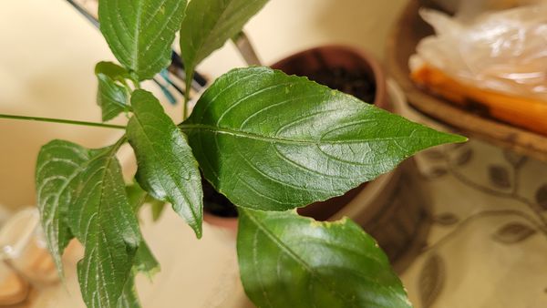 Identificação da planta Trepadeira-vermelha por foto