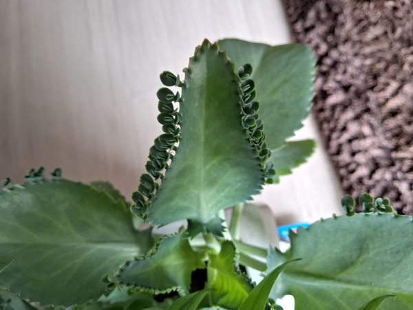 Identificação da planta Mãe de mil por foto