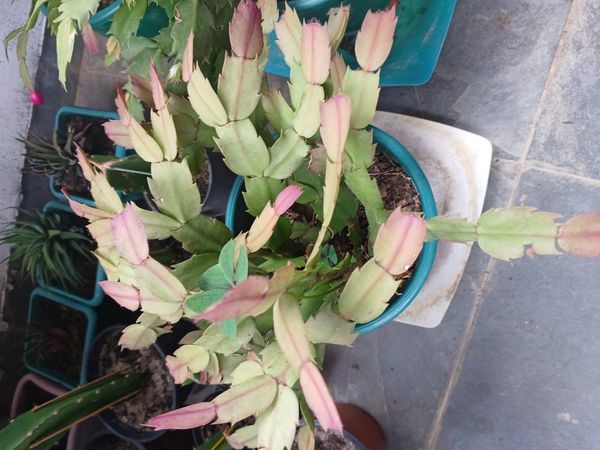 Identificação da planta Flor-de-maio por foto