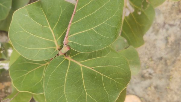 Identificação da planta Uva-do-mar por foto