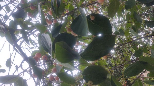 Identificação da planta Pombeiro por foto