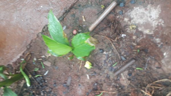 Identificação da planta Cúrcuma por foto