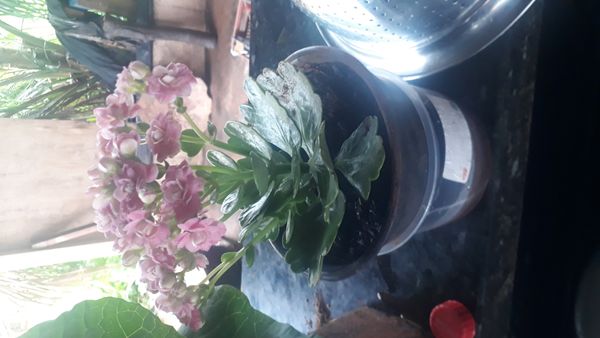 Identificação da planta Calandiva por foto