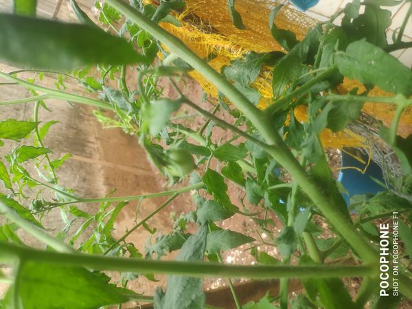 Identificação da planta Tomate cereja por foto