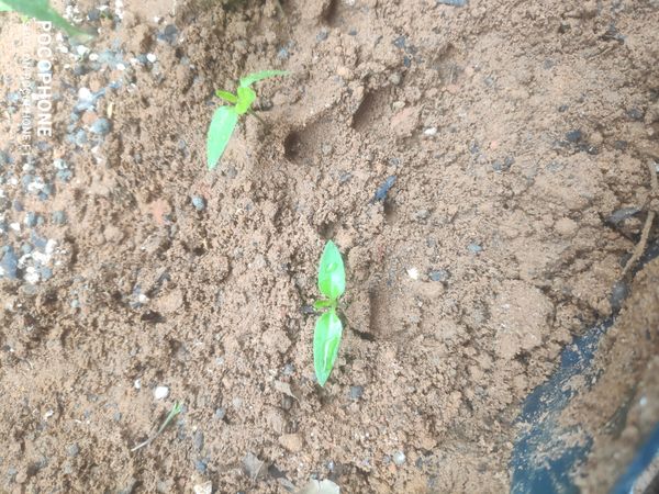 Identificação da planta Trapoeraba por foto