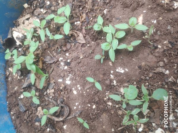 Identificação da planta Periquito por foto