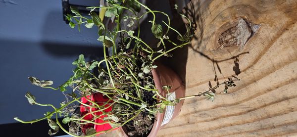 Identificação da planta Hortelã pimenta por foto