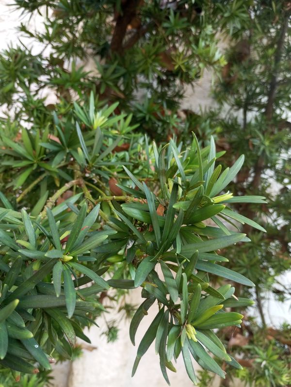 Identificação da planta Afrocarpinho por foto
