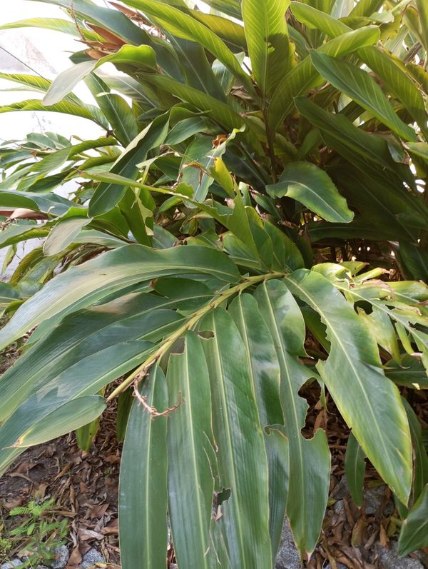 Identificação da planta Colônia por foto
