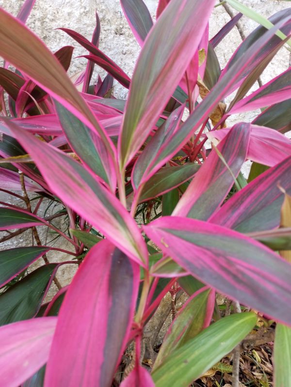 Identificação da planta Dracena por foto