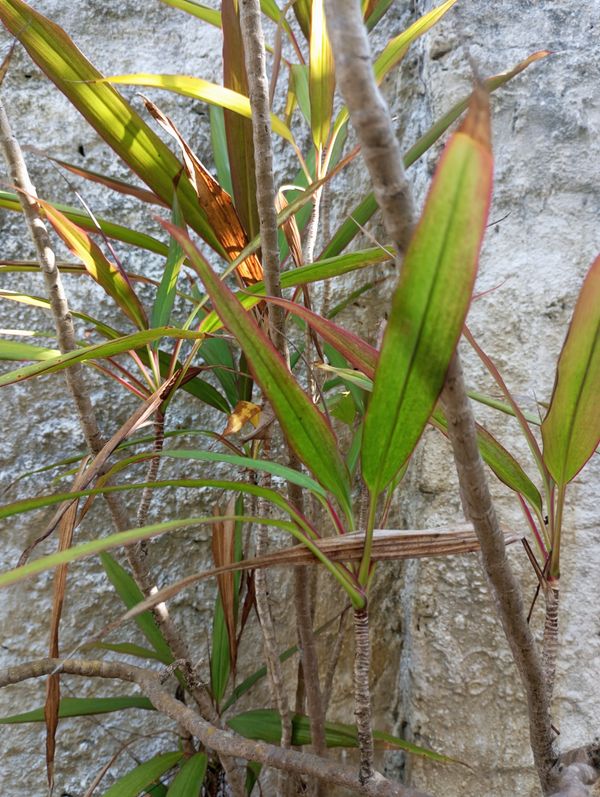 Identificação da planta Dracena por foto