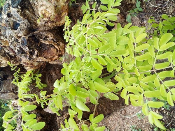 Identificação da planta Moringa por foto