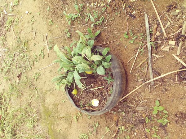 Identificação da planta Confrei por foto