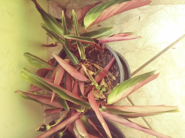 Identificação da planta Calateia Triostar por foto