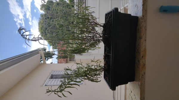 Identificação da planta Lavanda por foto