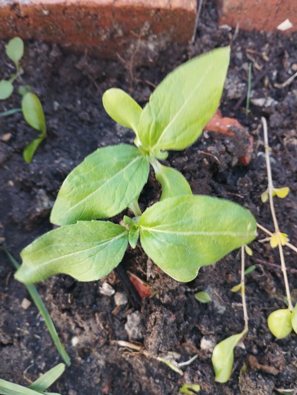 Identificação da planta Chuva-de-ouro por foto
