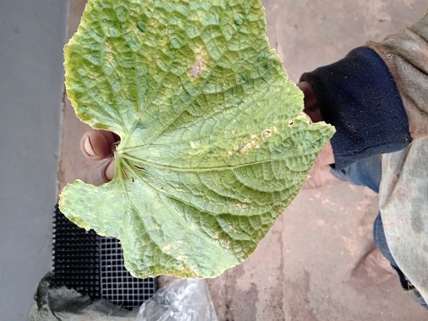 Identificação da planta Pepino por foto