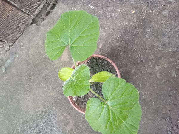 Identificação da planta Unha-de-gato por foto