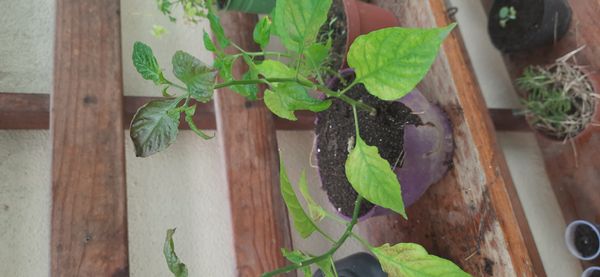 Identificação da planta Pimenta-de-cheiro por foto