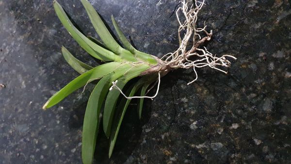 Identificação da planta Orquídea azul por foto