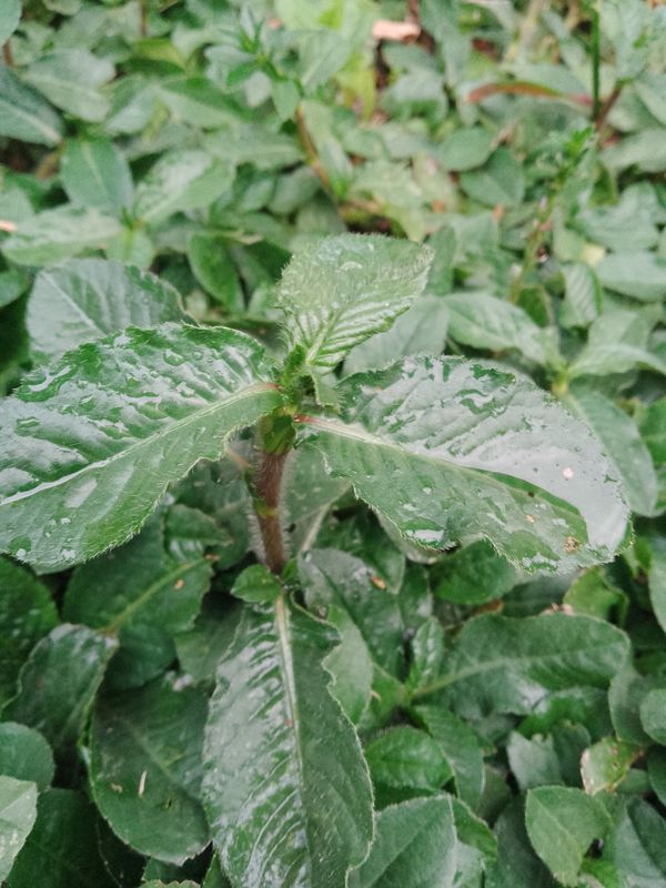 Identificação da planta Serragem por foto
