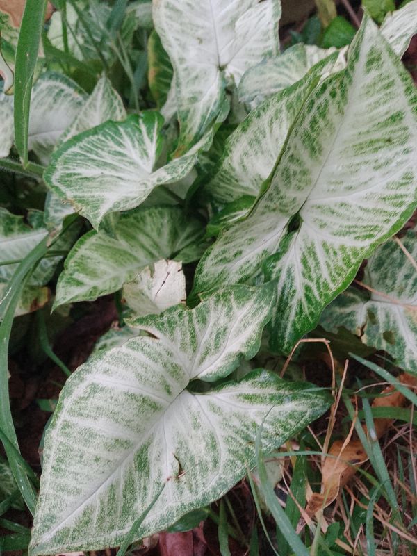 Identificação da planta Singônio por foto