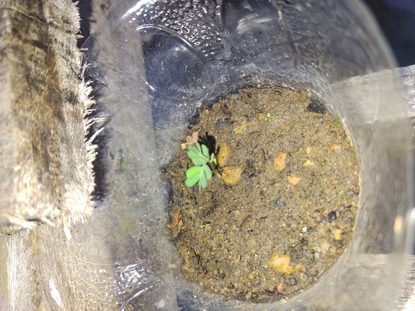 Identificação da planta Ebano por foto