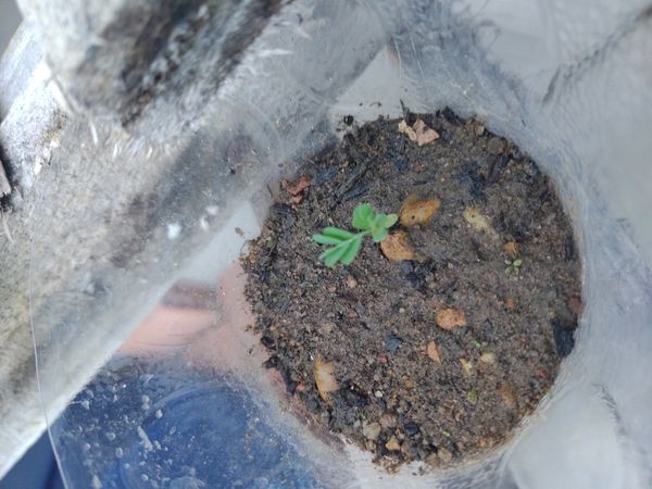 Identificação da planta Grão-de-bico por foto