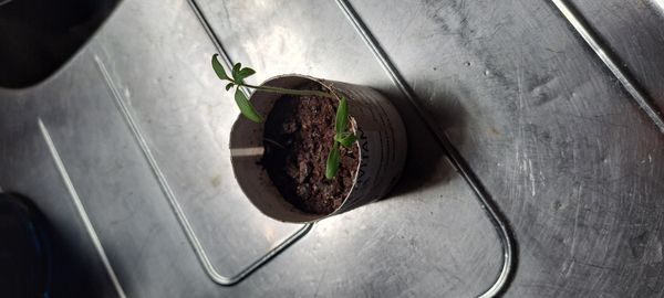 Identificação da planta Tomate por foto