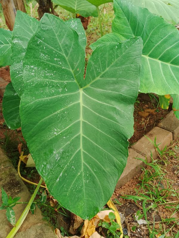 Identificação da planta Taioba por foto