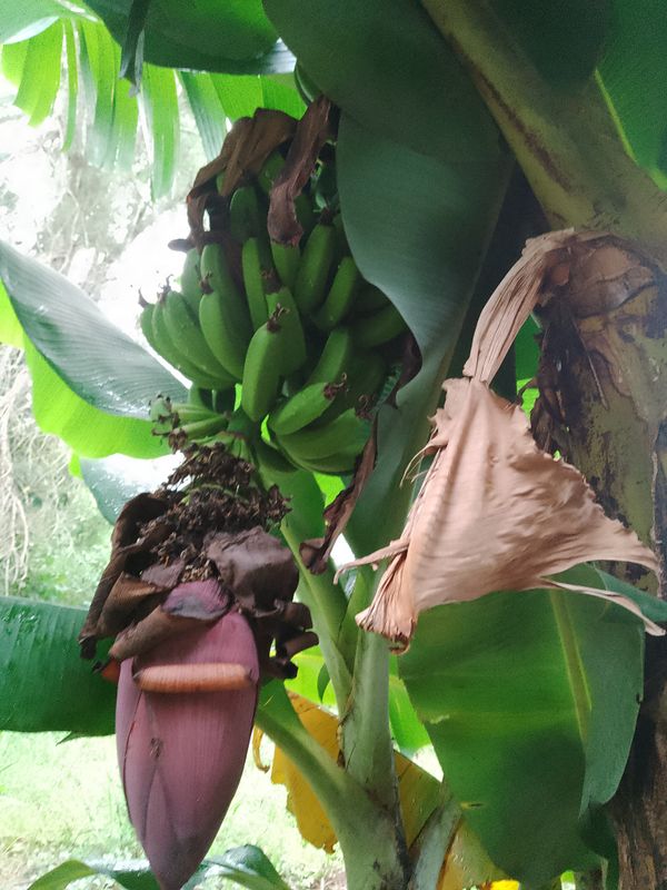 Identificação da planta Bananeira selvagem por foto